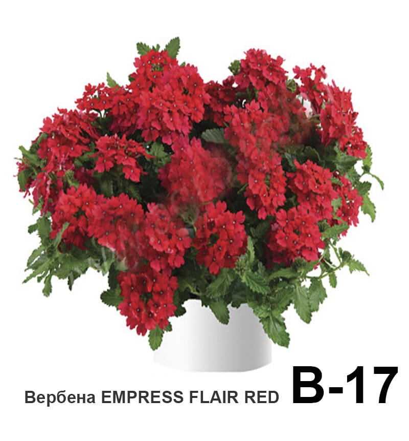 Вербена ампельная вегетативная