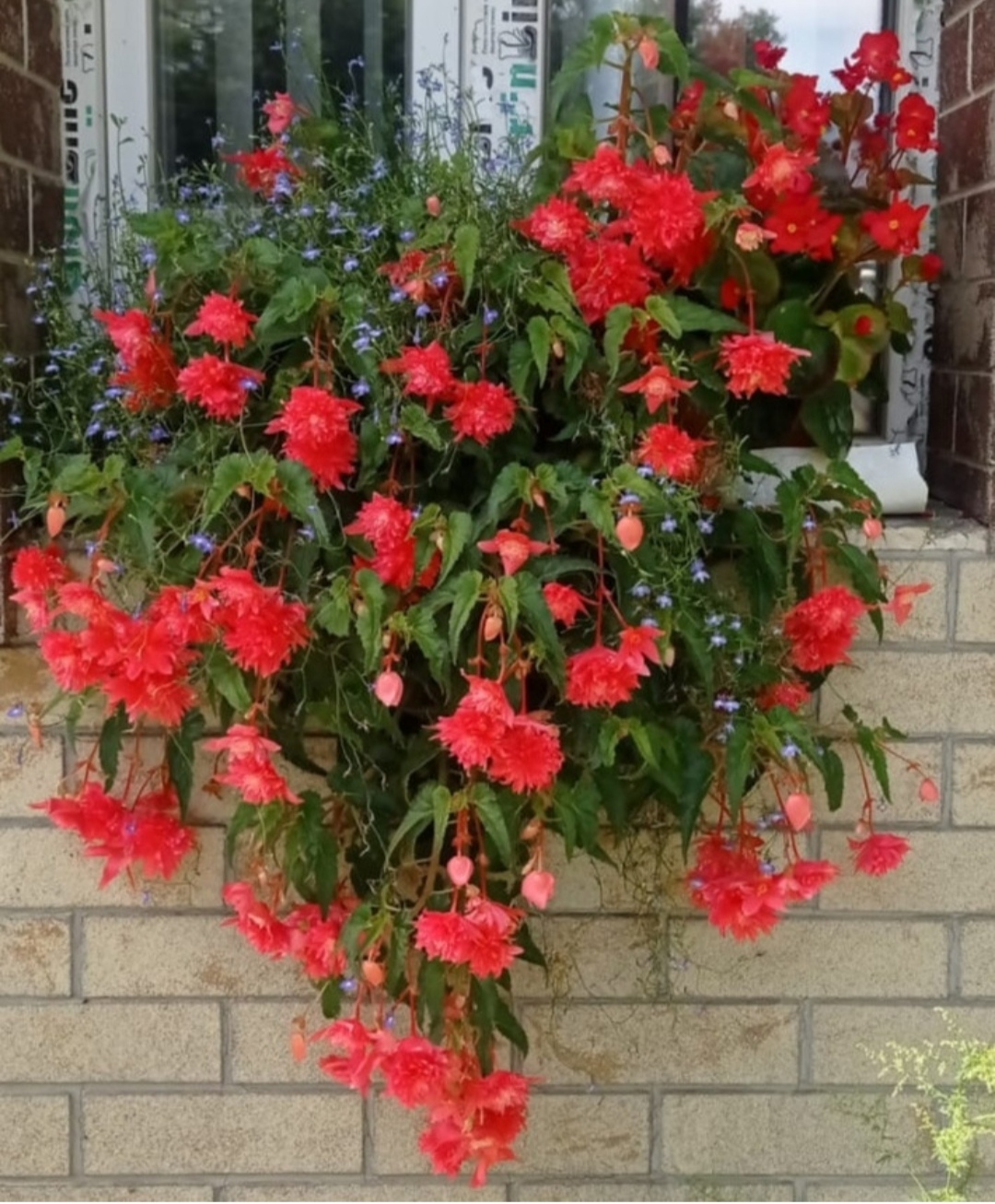 Ампельная бегония ( беллекония)