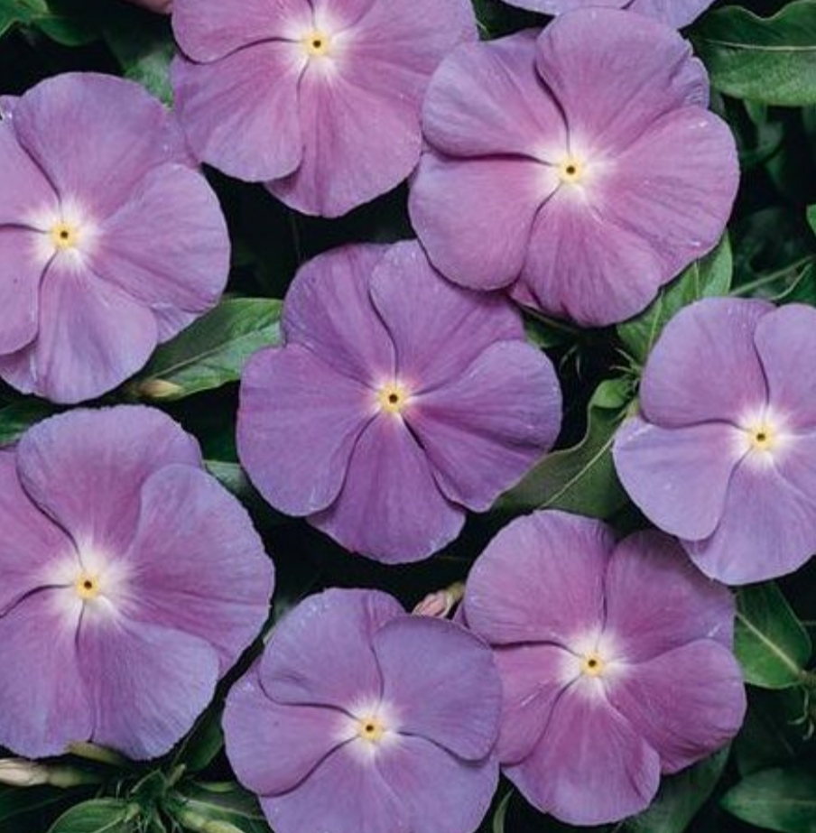 Катарантус кустовой