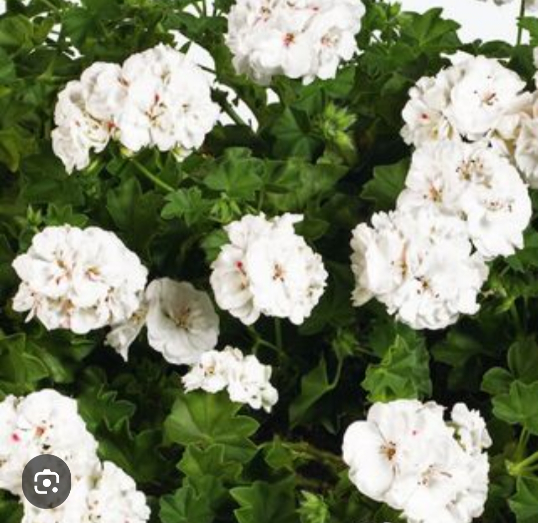 Ампельная (плющелистная)