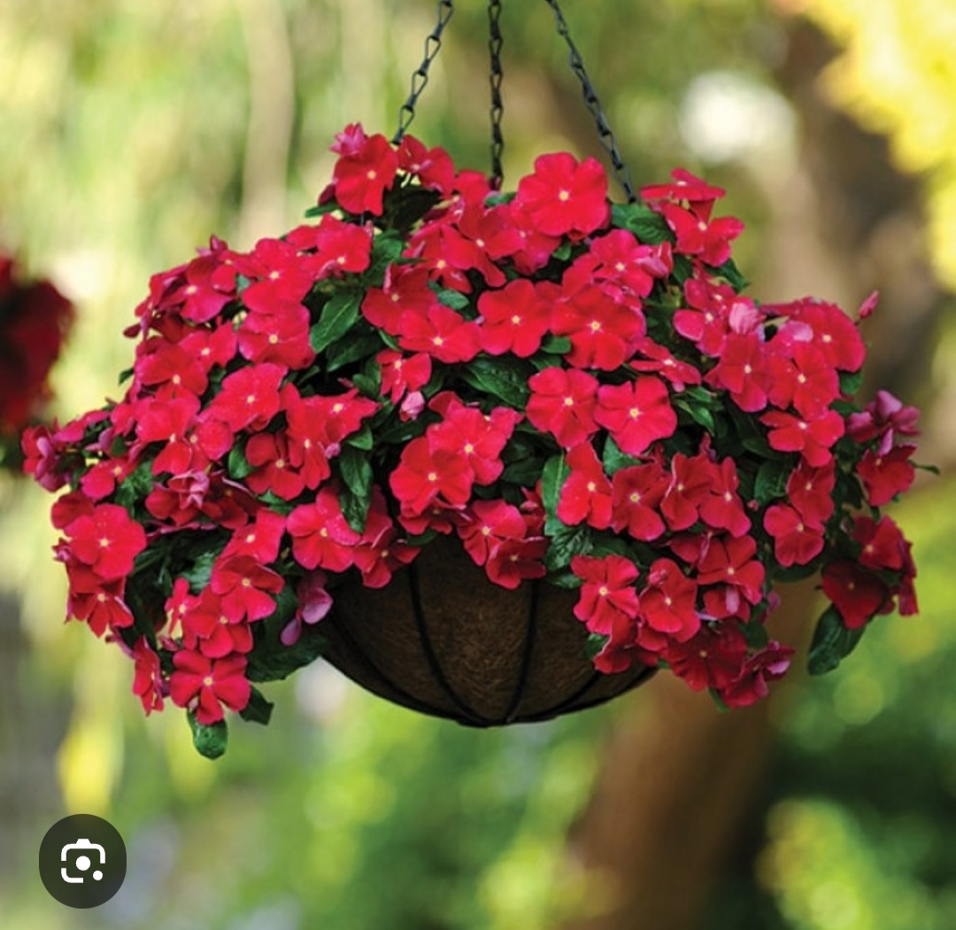 Катарантус ампельный