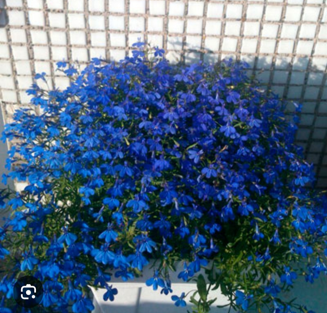 Лобелия ампельная