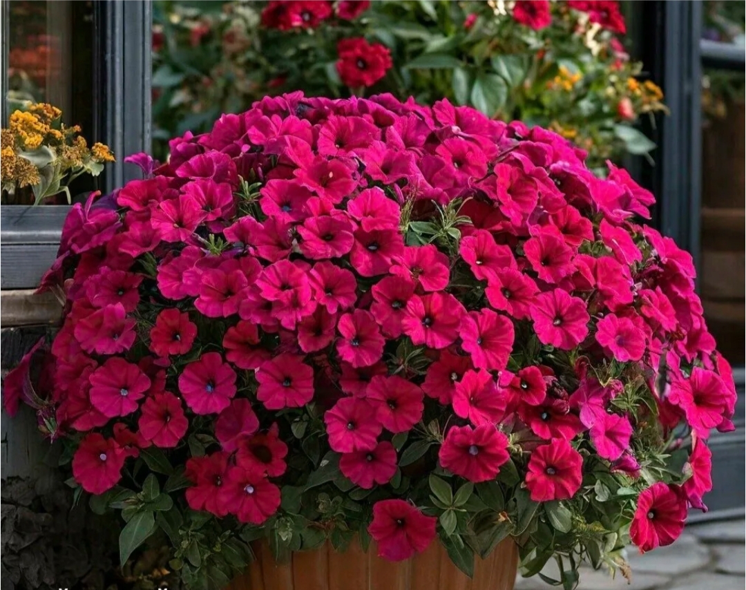 Петуния ампельная