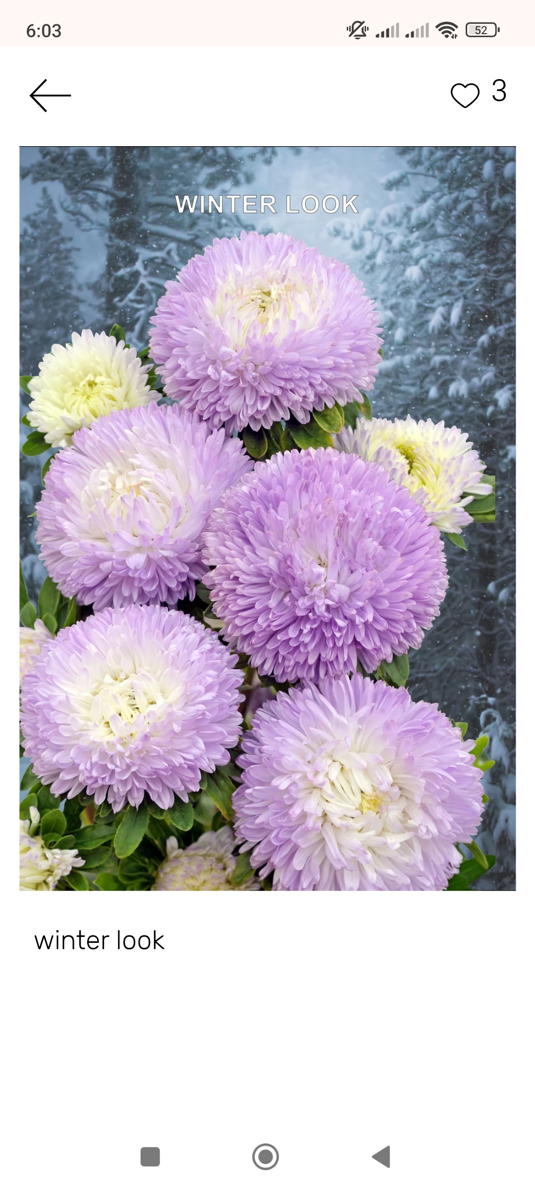 Хризантелла