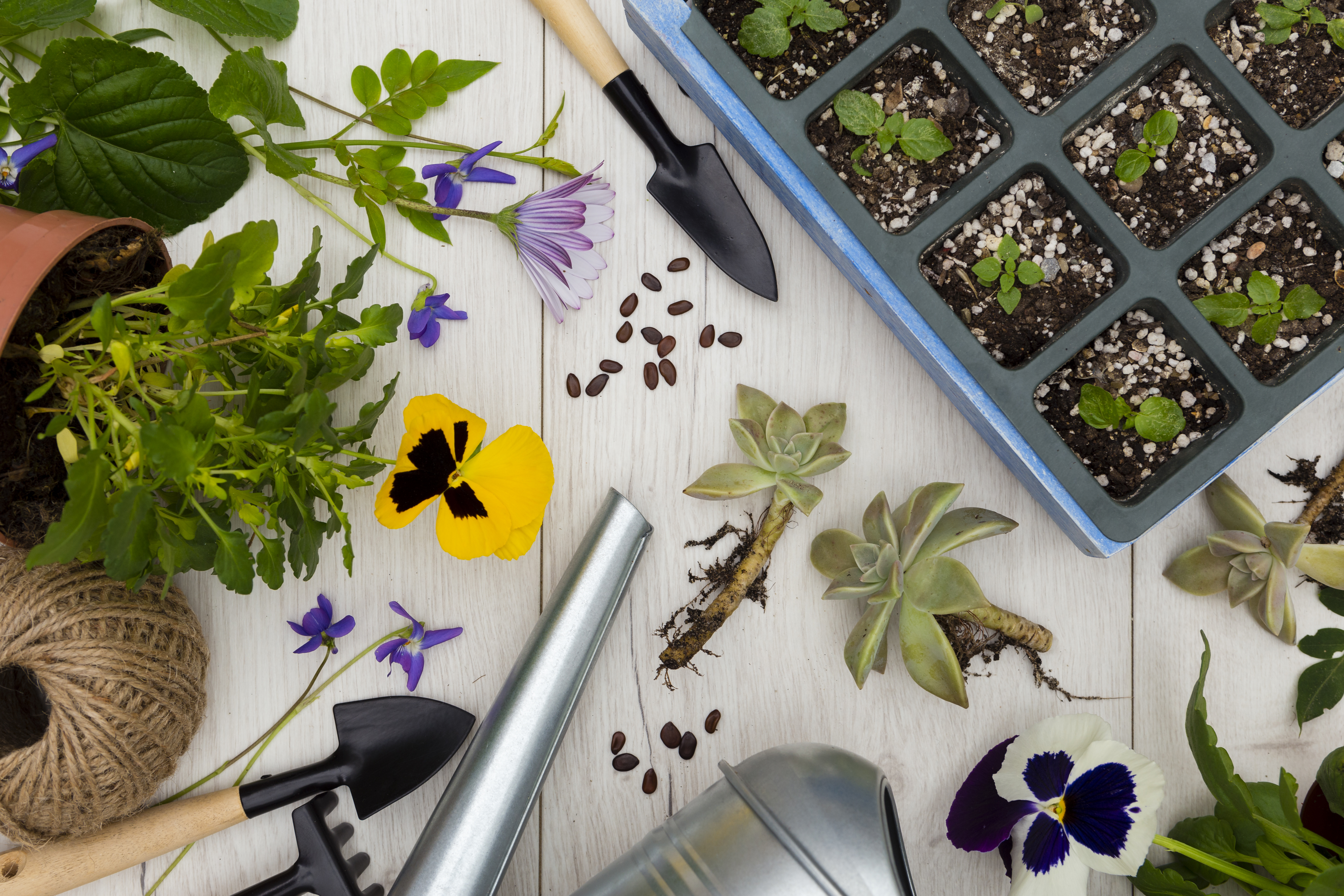 Профессиональные семена цветов