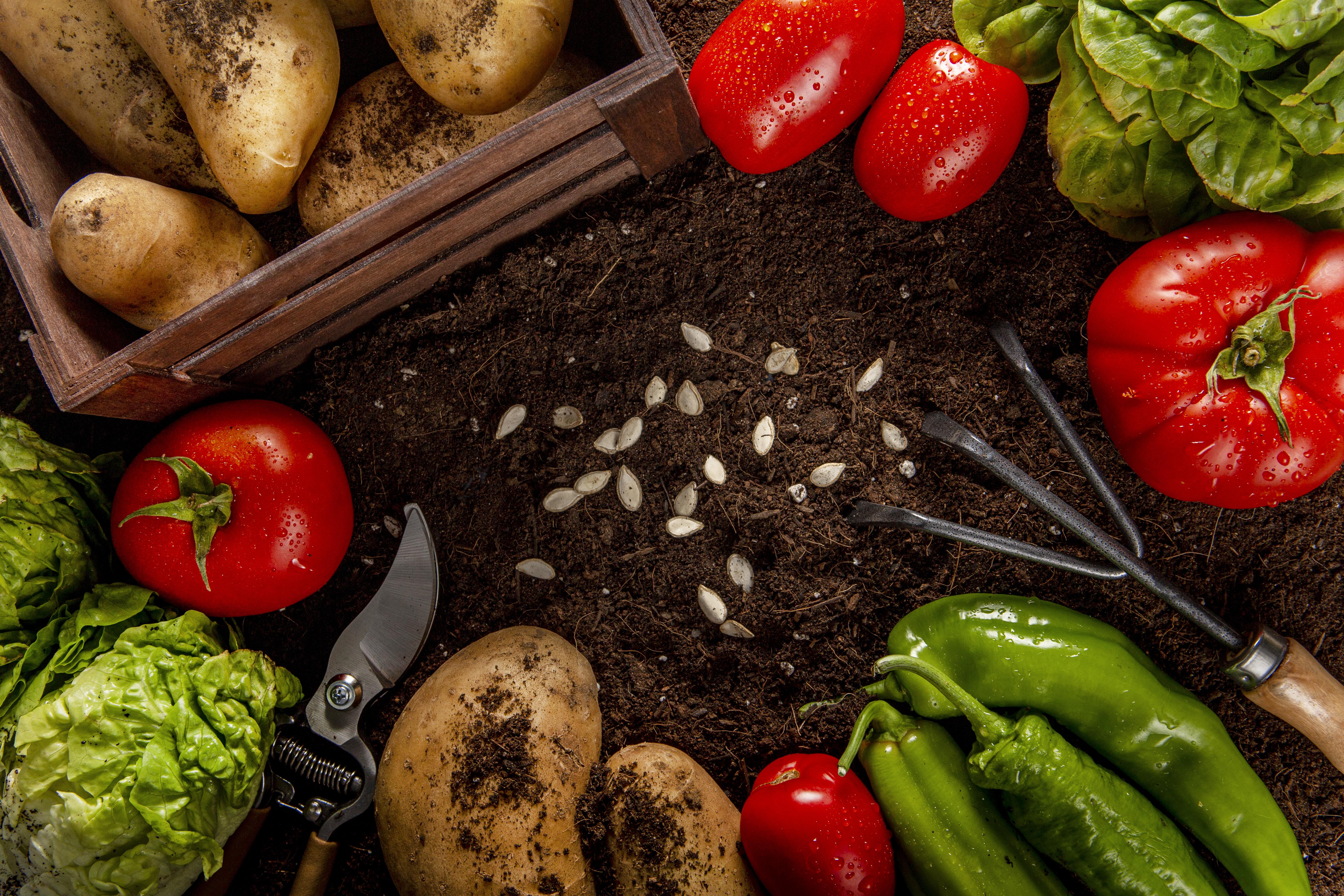 Профессиональные семена овощей