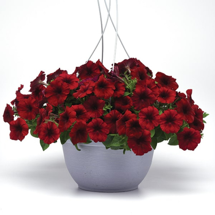 Изи Вейв Ред (5 шт)