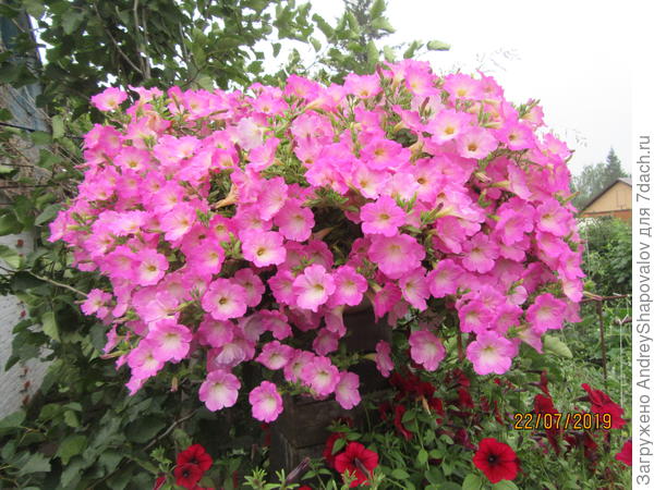 Опера Суприм Пинк Морн (5 шт)