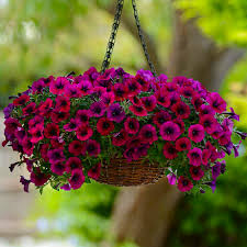 Изи Вейв Бургунди Велюр (5 шт )