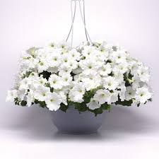 Изи Вейв Вайт (5 шт)