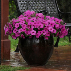 Изи Вейв Неон Роуз (5 шт)