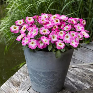 Изи Вейв Роуз Морн (5 шт)