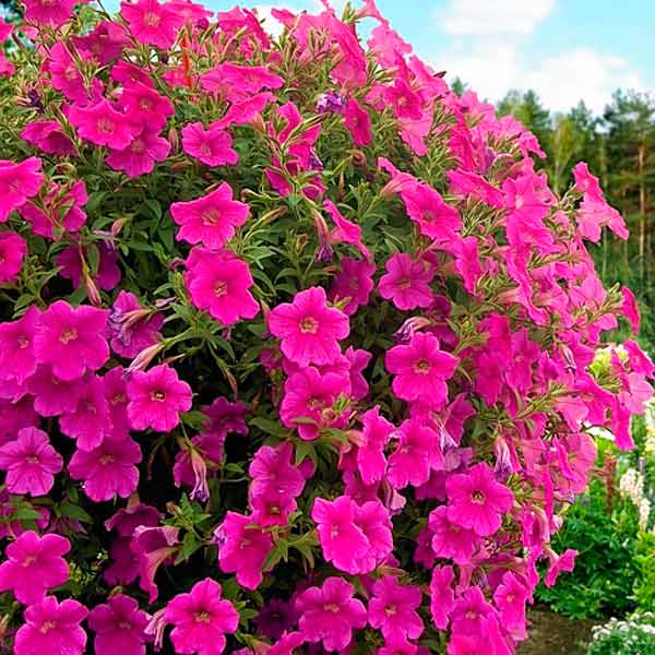 Опера Суприм Роуз (5 шт)