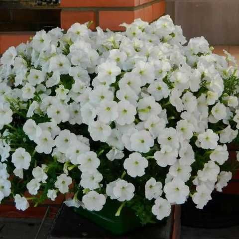 Опера Суприм Вайт (5 шт)