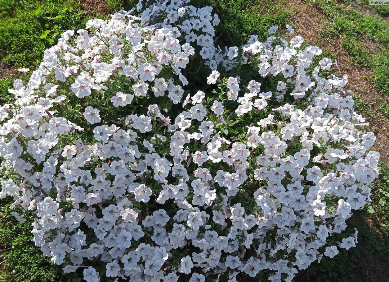 Тайдал Вейв Сильвер (5 шт)