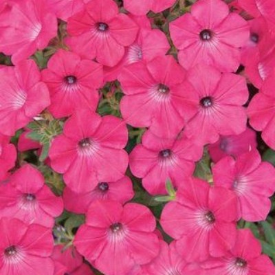 Тайдал Вейв Хот Пинк (5 шт)