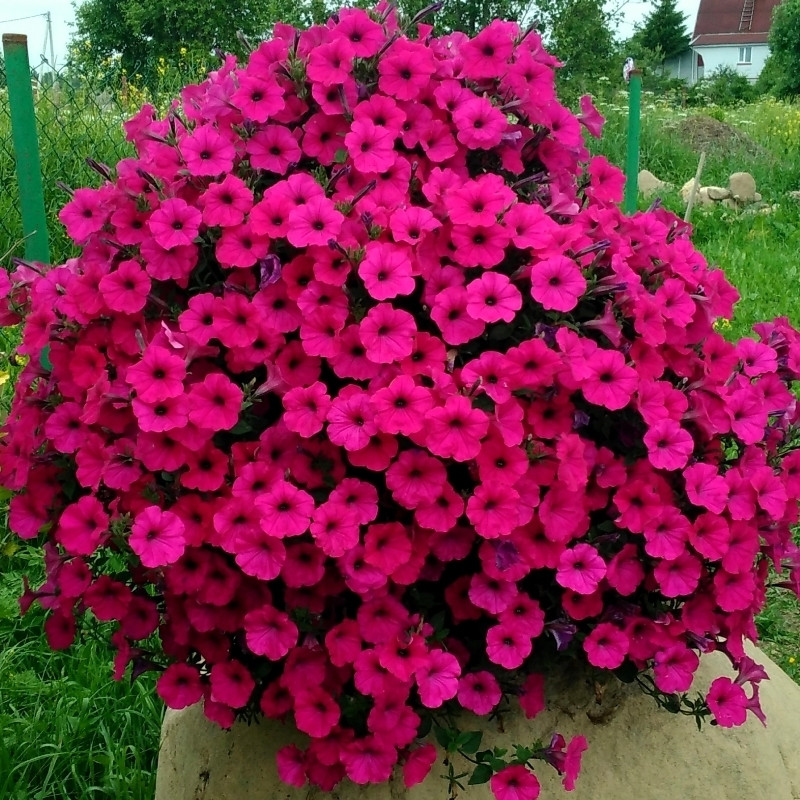 Тайдал Вейв Черри (5 шт)