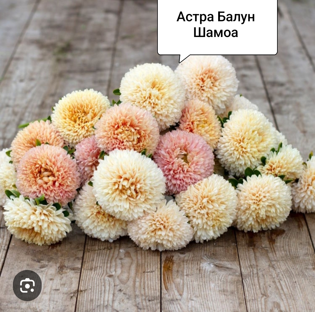 Астра Балун Шамоа ( 20 шт)