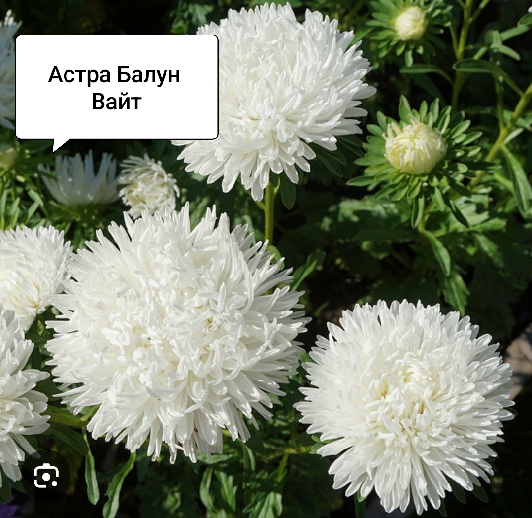 Астра Балун Вайт (20 шт)