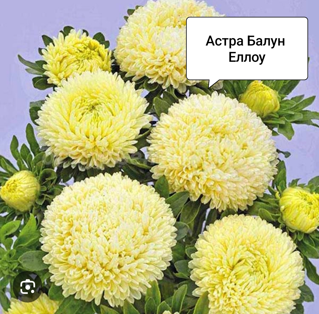 Астра Балун Еллоу (20 шт)