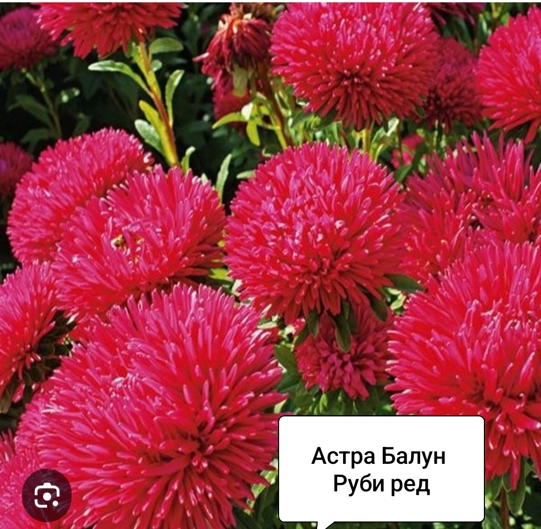 Астра Балун Руби Ред (20 шт)