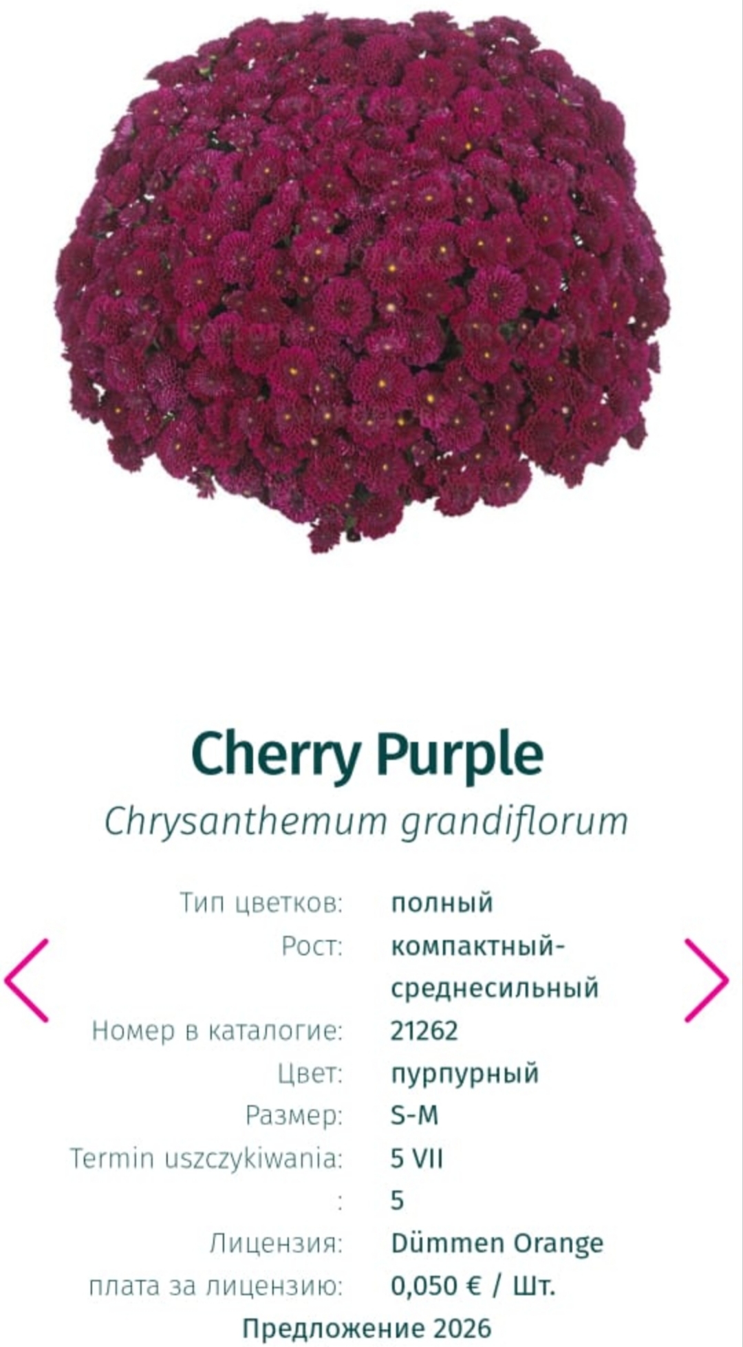 Подрощенный куст хризантема-мультифлора Cherry purple