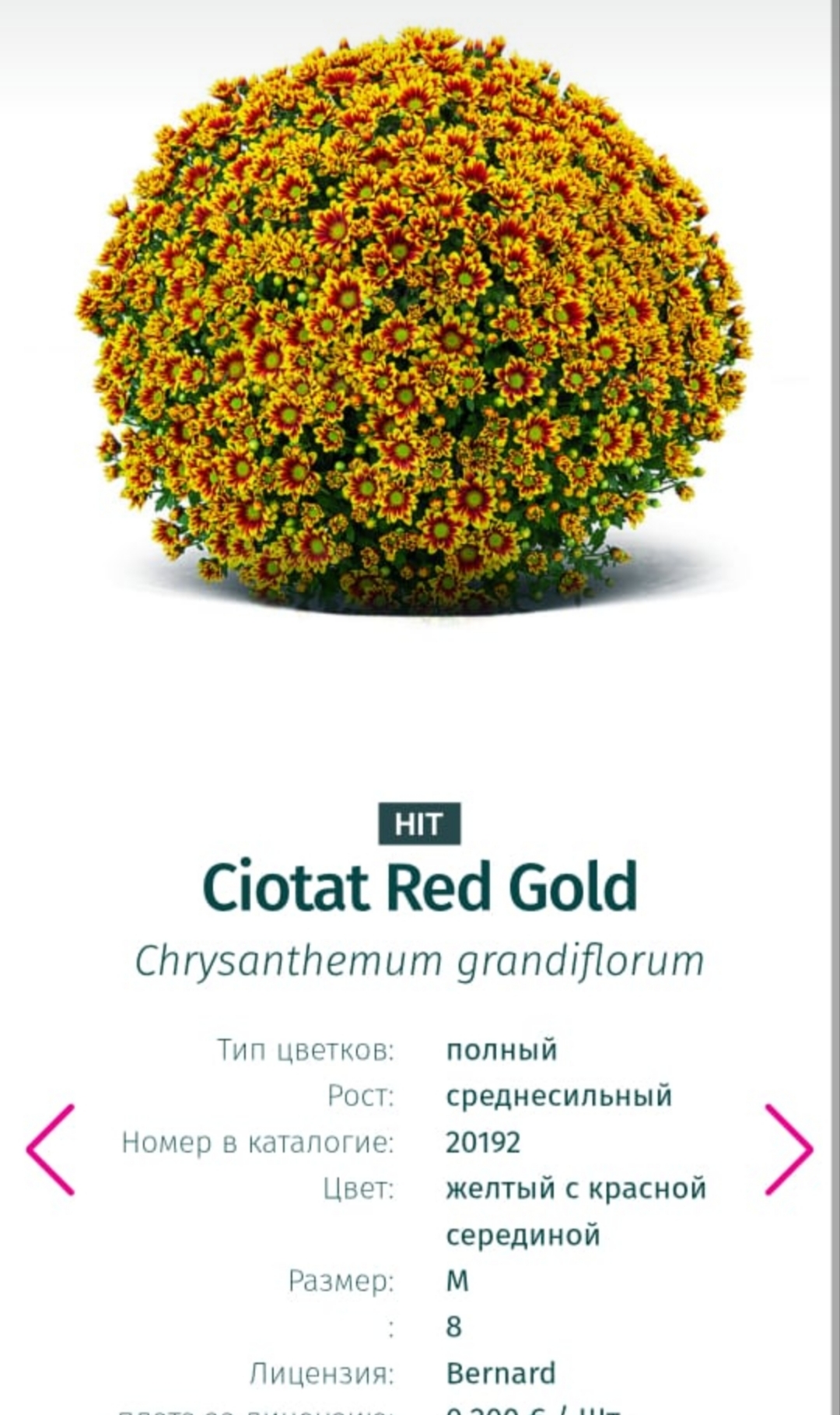 Подрощенный куст хризантема-мультифлора Ciotat red gold