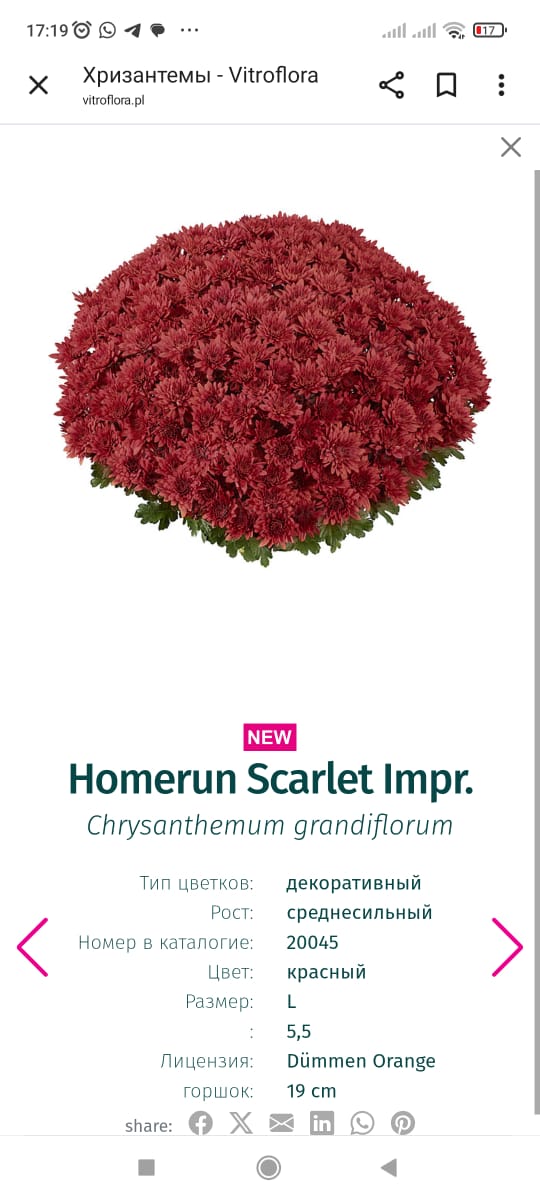 Подрощенный куст хризантема-мультифлора Homerun Scarlet
