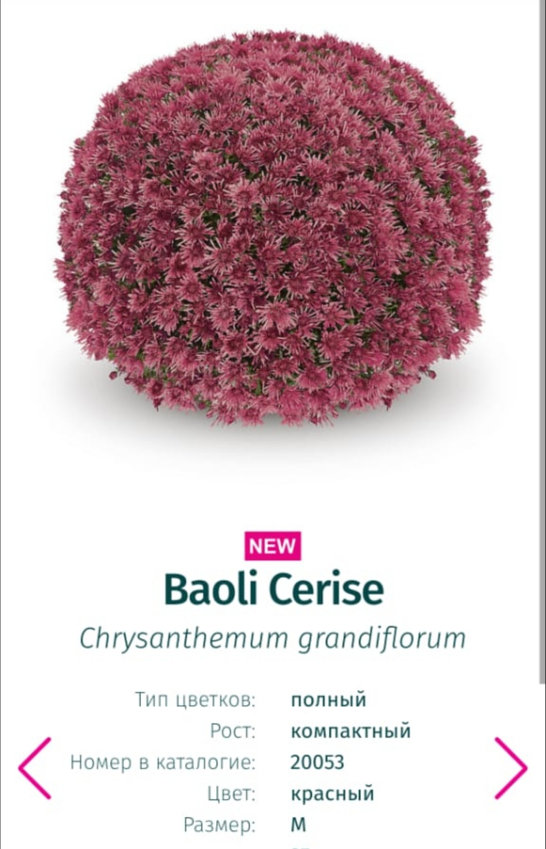 Подрощенный куст хризантема-мультифлора  Baoli Cerise