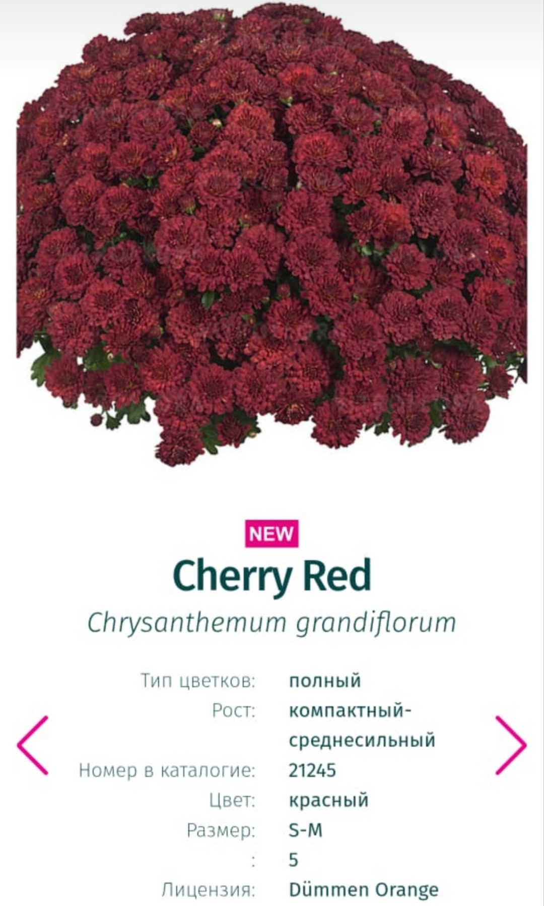 Подрощенный куст хризантема-мультифлора Cherry red
