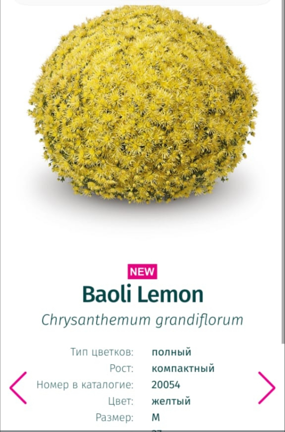 Подрощенный куст хризантема-мультифлора Baoli lemon