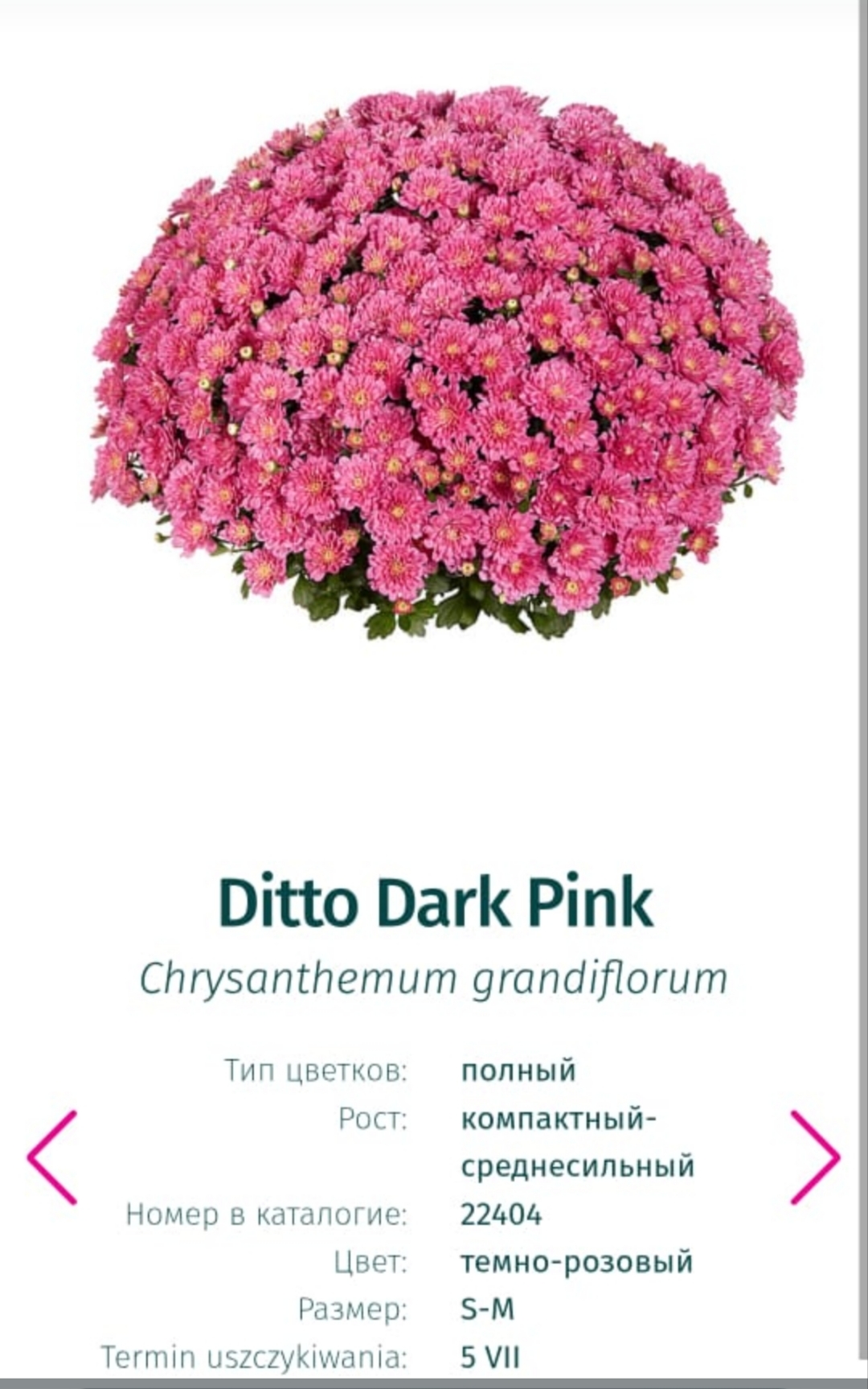 Подрощенный куст хризантема-мультифлора Ditto dark pink