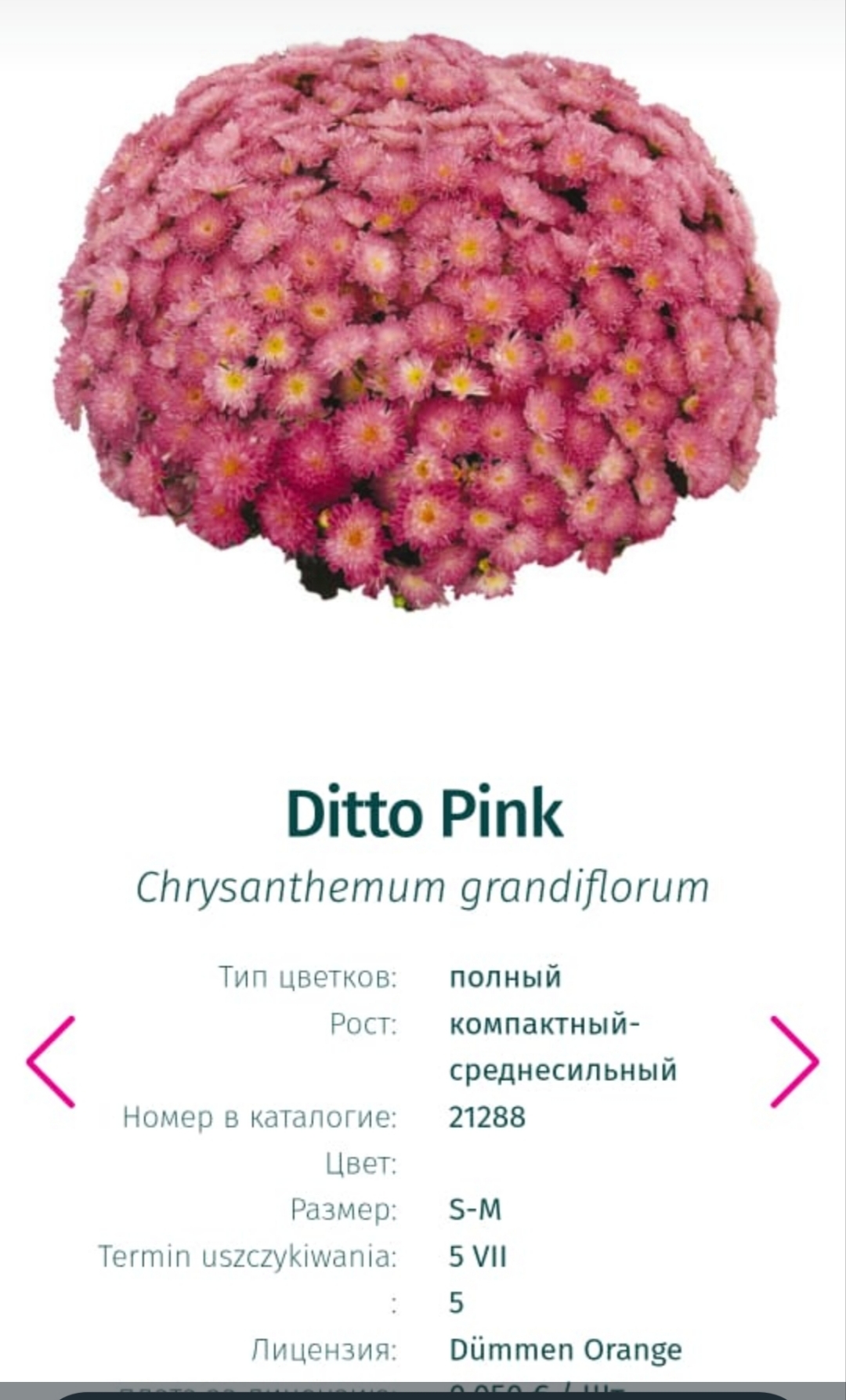 Подрощенный куст хризантема-мультифлора Ditto pink