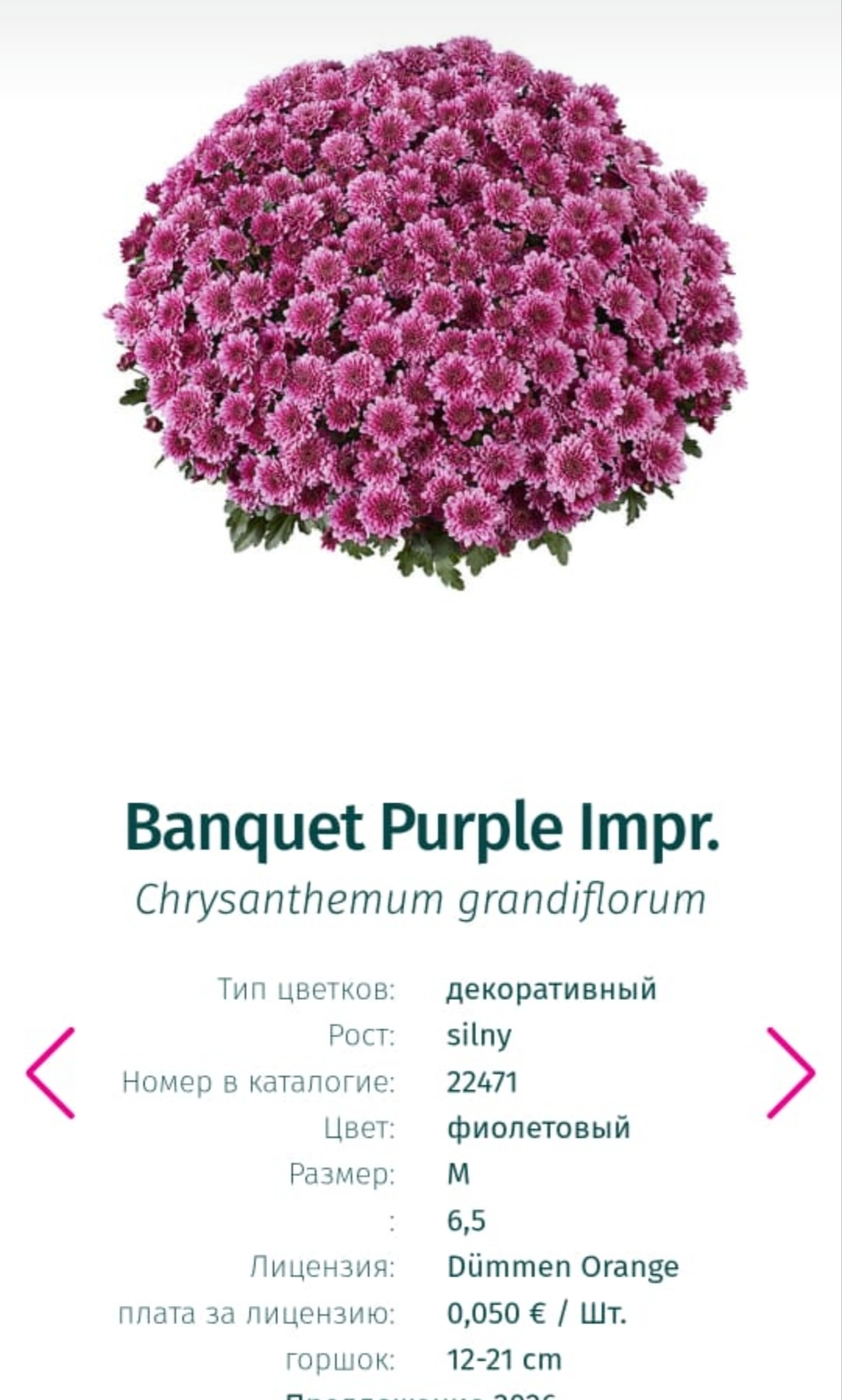 Подрощенный куст хризантема-мультифлора Banquet purple