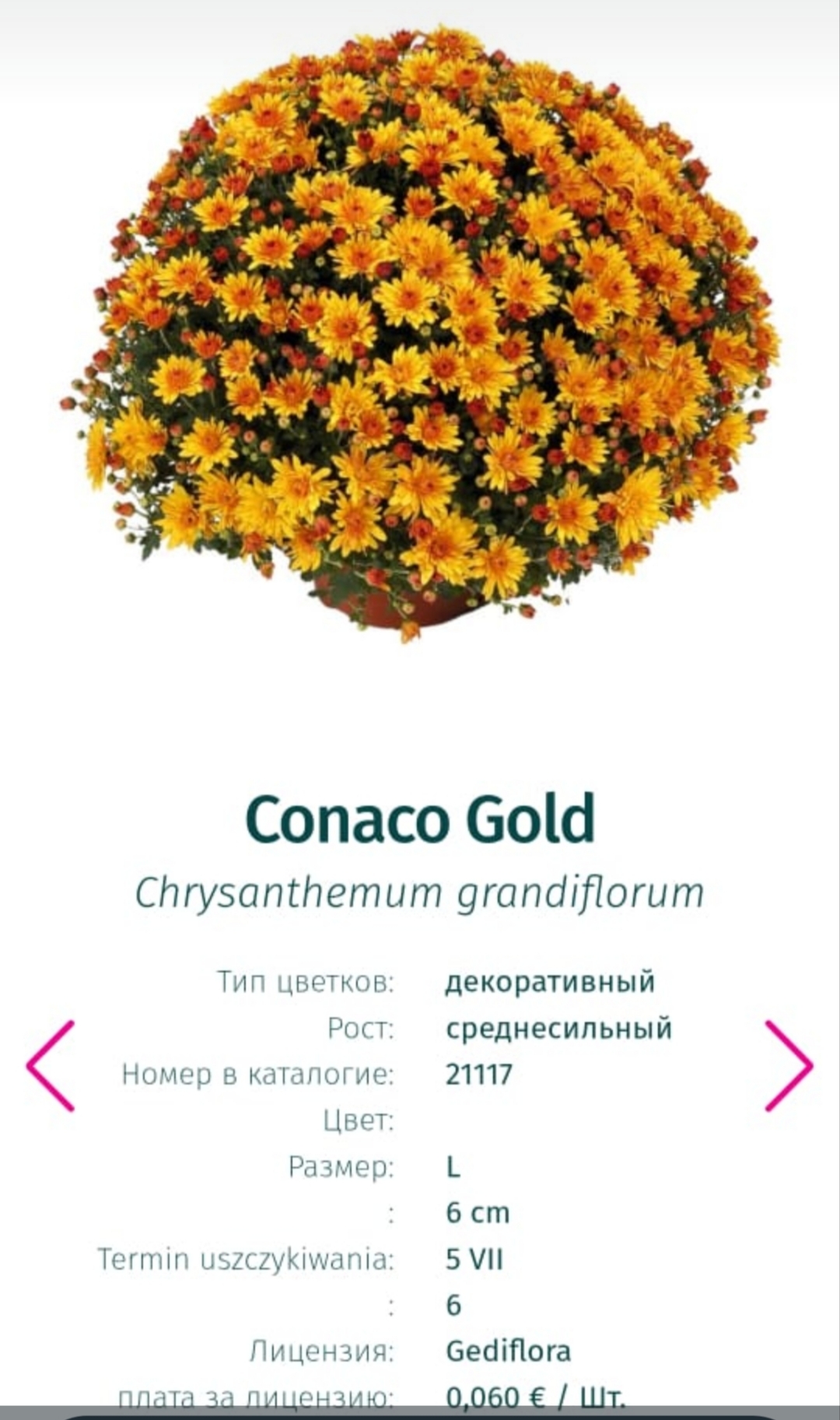 Подрощенный куст хризантема-мультифлора Conaco gold