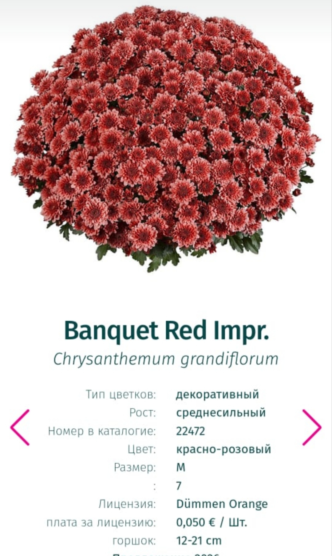 Подрощенный куст хризантема-мультифлора Banquet red