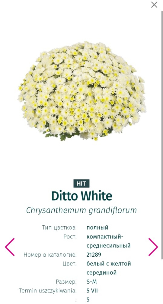 Подрощенный куст хризантема-мультифлора Ditto white