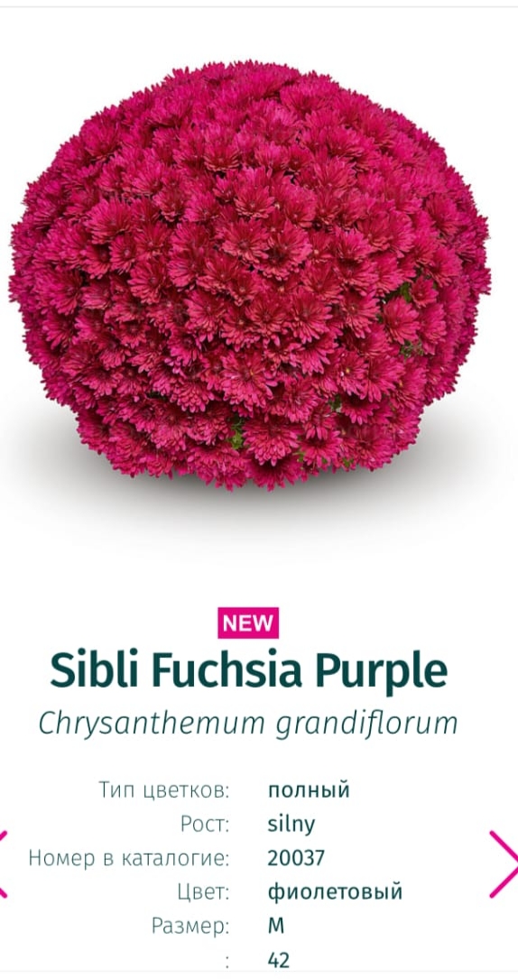 Подрощенный куст хризантема-мультифлора Sibli Fuchsia purple