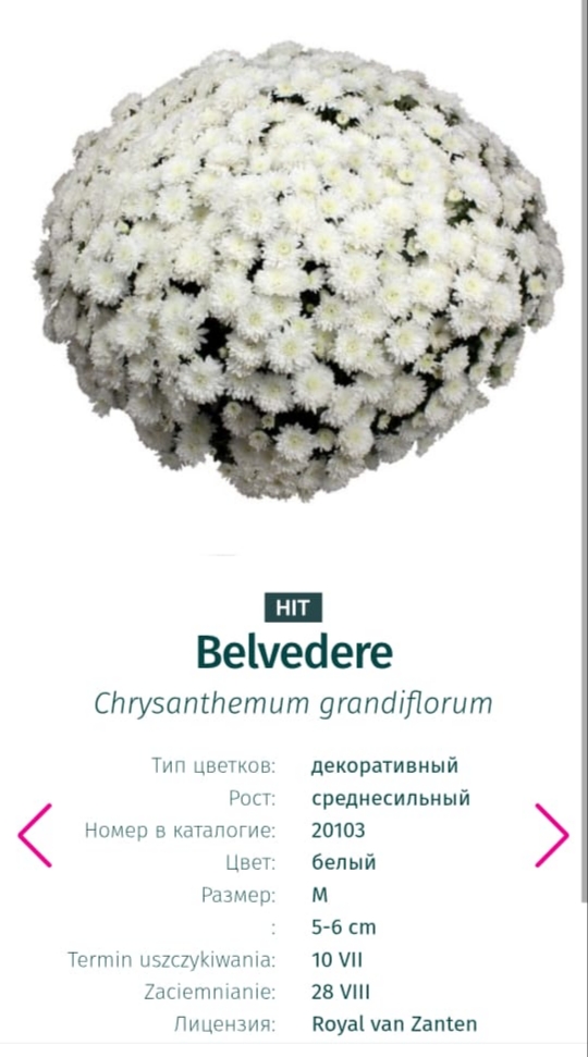 Подрощенный куст хризантема-мультифлора  Belvedere