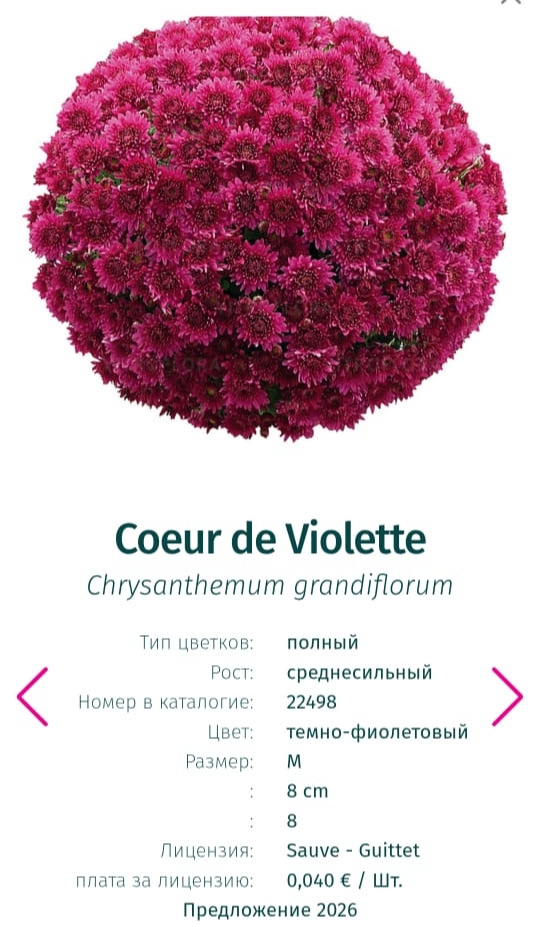 Подрощенный куст хризантема-мультифлора Couer de violette