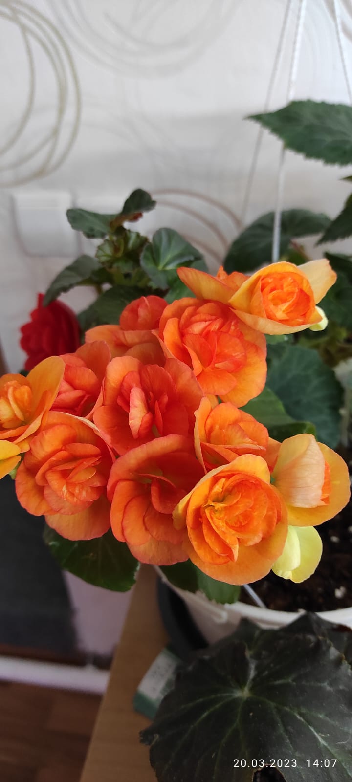 Бегония Элатиор Оранж (подрощенный куст)