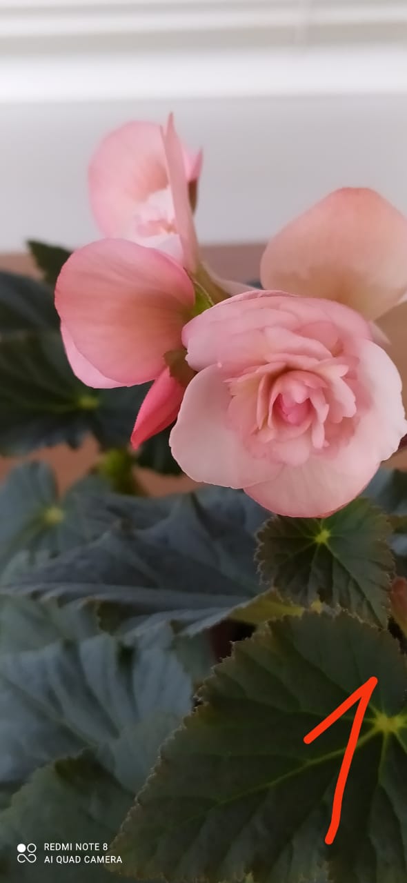 Бегония Элатиор Светло-розовая (подрощенный куст)