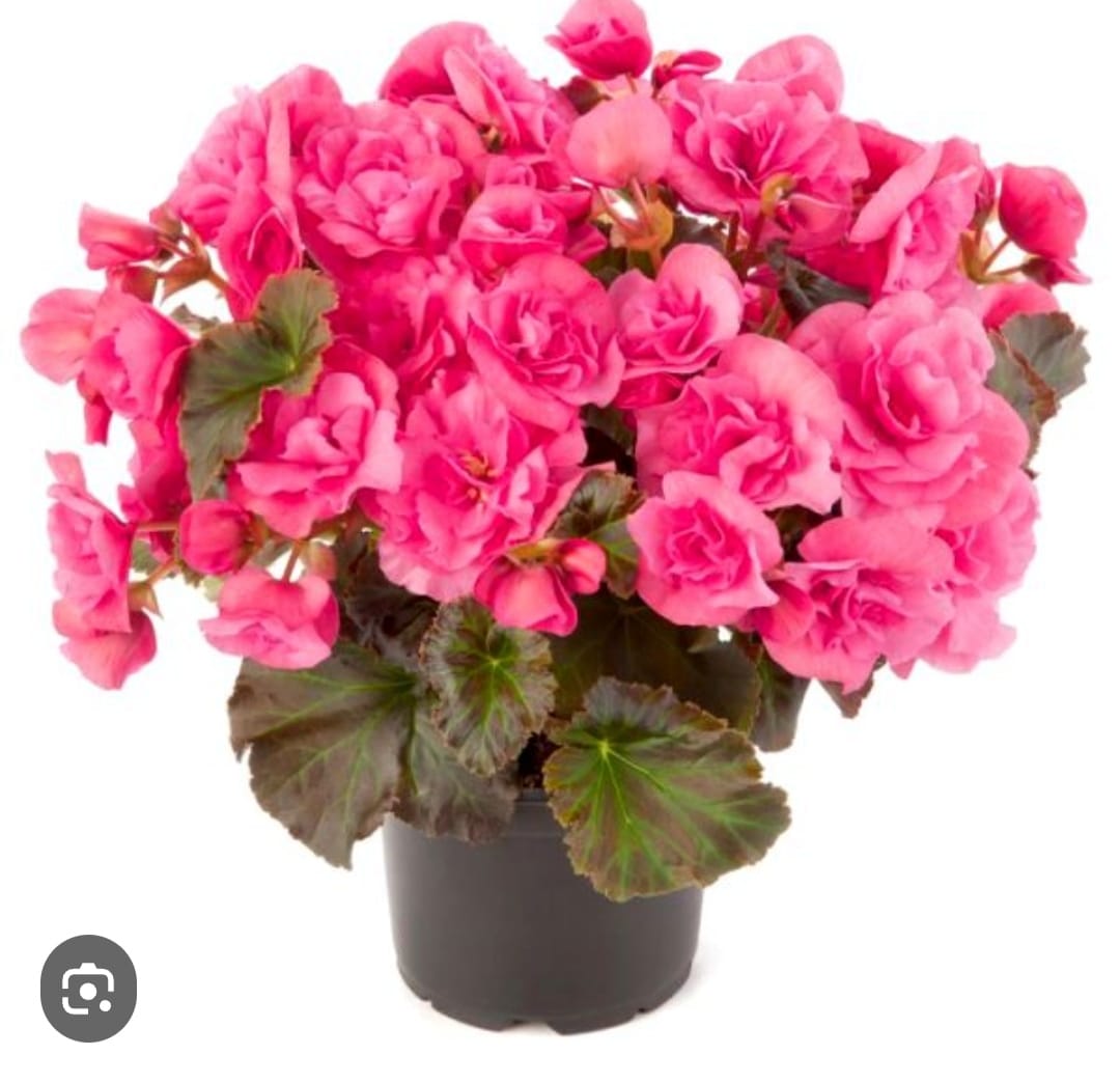 Бегония Элатиор ярко-розовая (подрощенный куст)