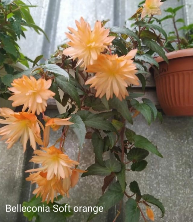 Беллекония Софт Оранж Soft orange ( подрощенный куст)