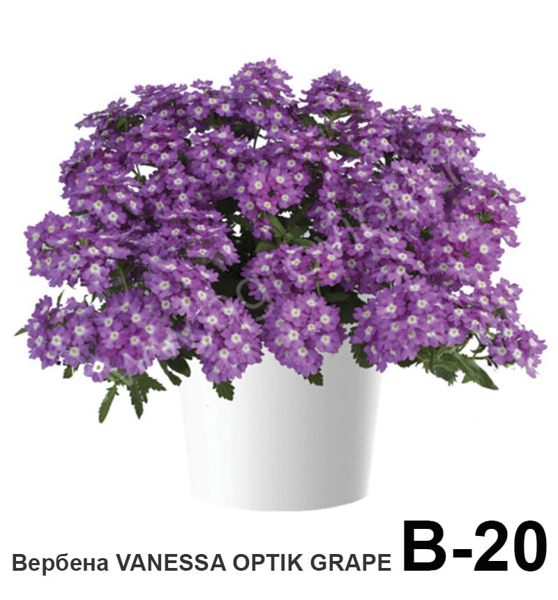 Вербена Vanessa Optic grape (подрощенный черенок)