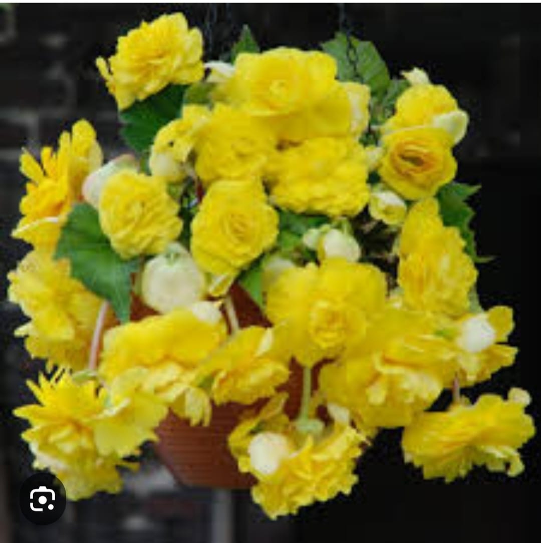 Белина Еллоу (Yellow) (подрощенный куст)