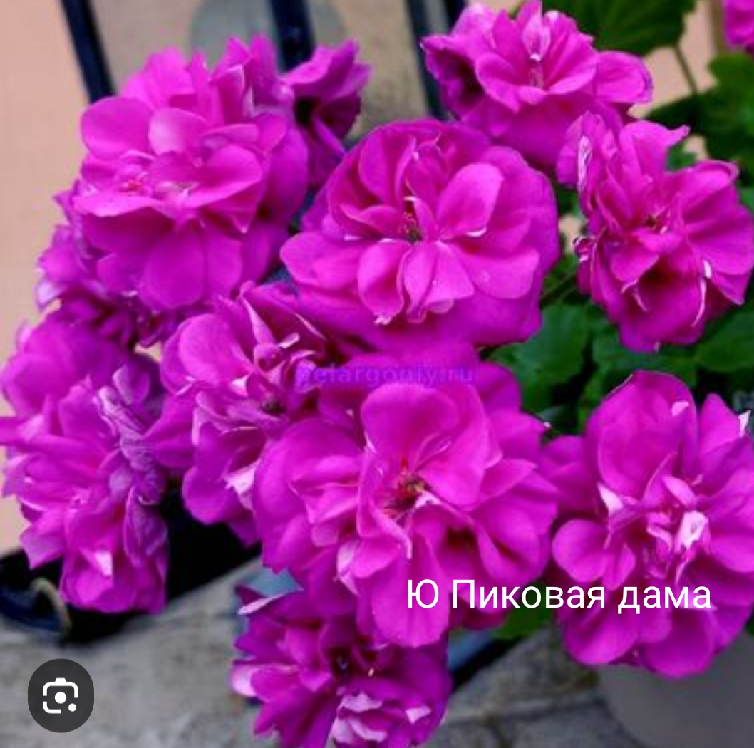 Ю Пиковая дама