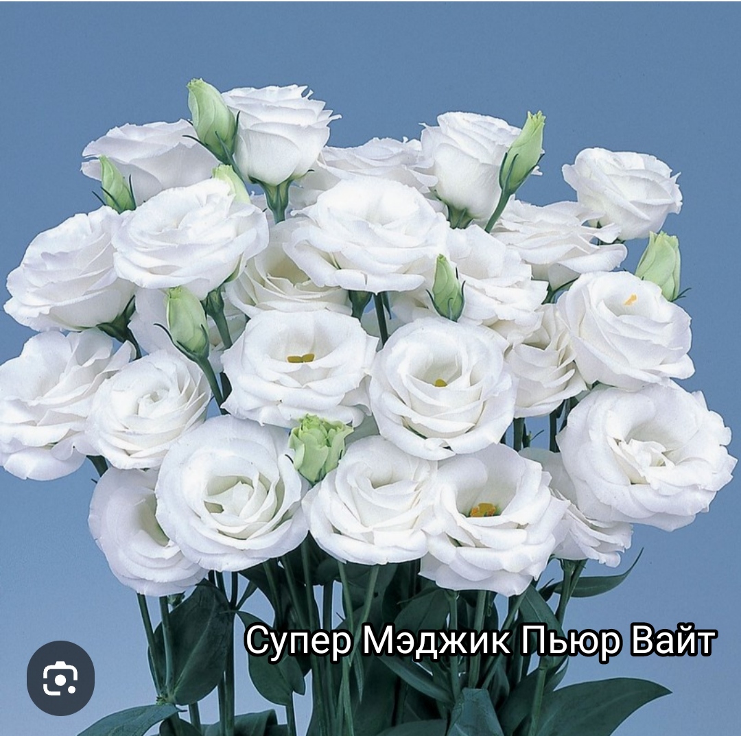 Супер Меджик Пьюр Вайт ( 5 шт)