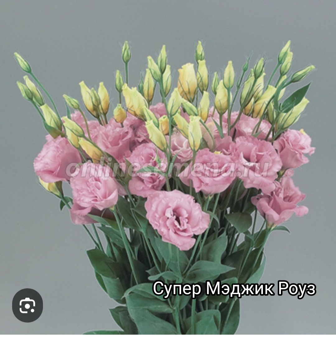 Супер Меджик Роуз (5 шт)