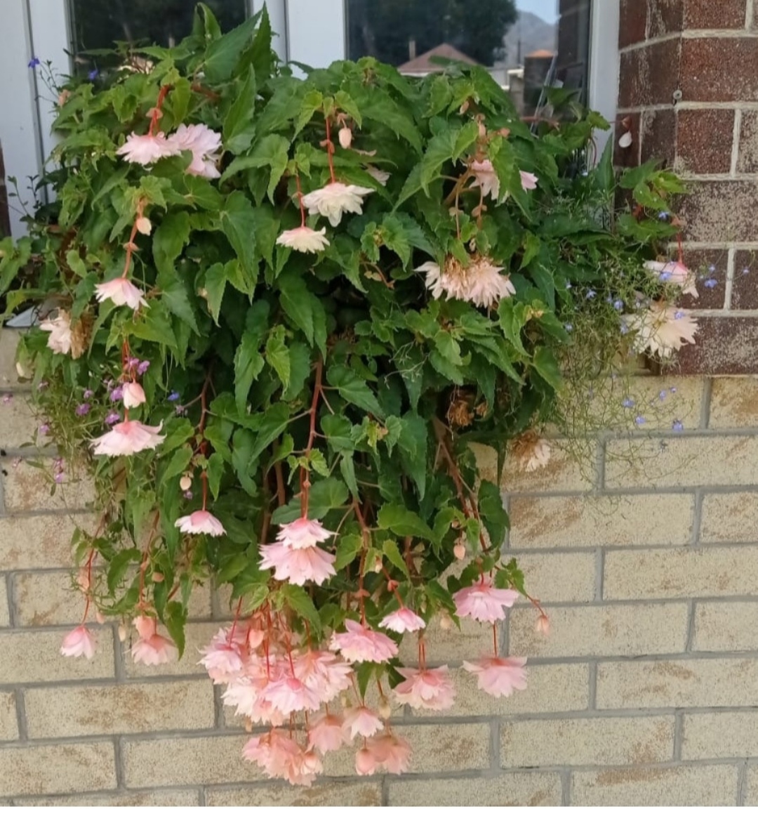 Беллекония Сноу (Snow) (подрощенный куст)